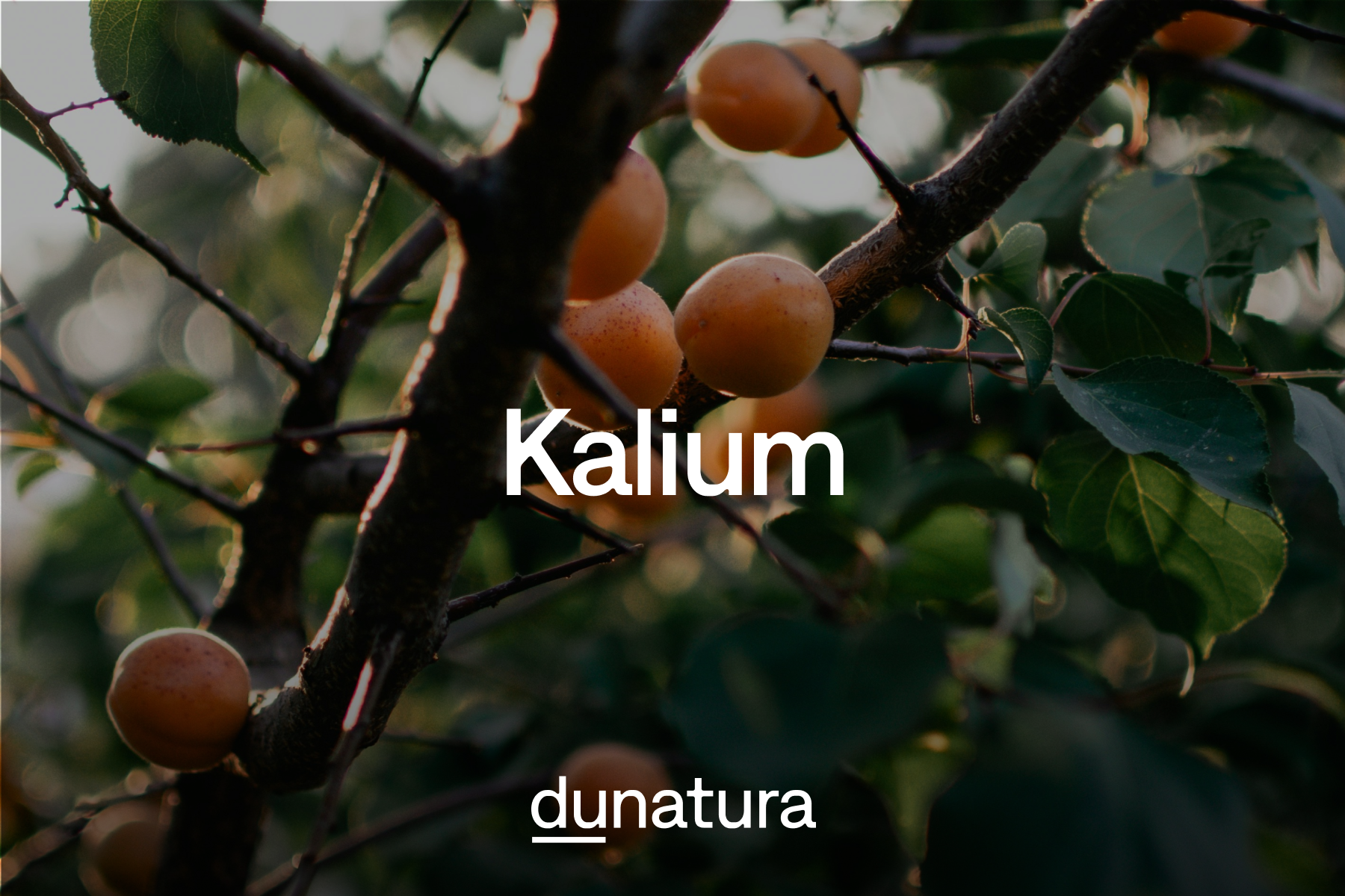 Api Kalium Kalium – Das unterschätzte Mineral für Muskeln, Nerven & Blutdruck | Blog